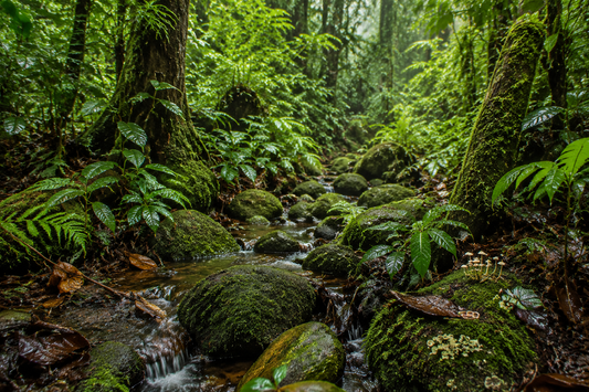 The Beauty of Biodiversity